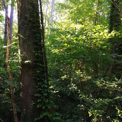 Trees in forest