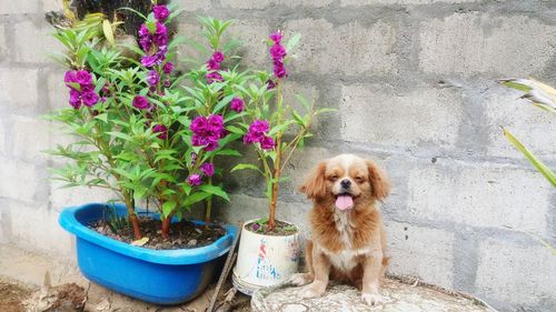 Dog by potted plant