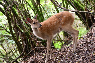 Deer in a forest