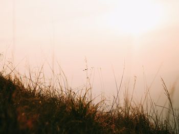 Close-up of grass on field against sky during sunset