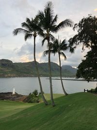 Scenic view of palm trees on beach against sky