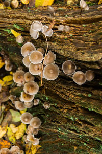 Close-up of mushrooms