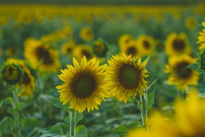 Close-up of yellow flowers blooming in field