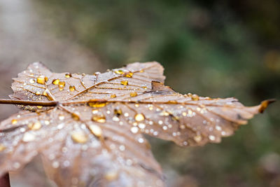 Close-up of wet maple leaves during rainy season