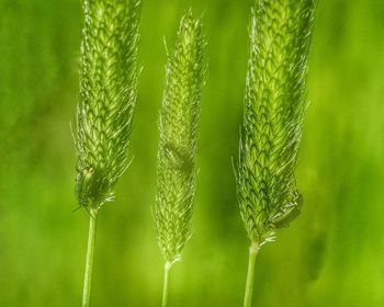 Close-up of fresh green plant