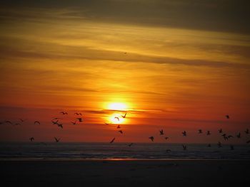 Silhouette birds flying over beach against orange sky during sunset
