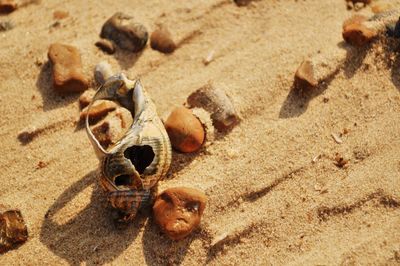 High angle view of crab on sand