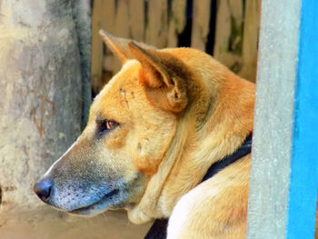 Close-up of a dog looking away