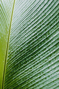 Full frame shot of wet palm leaf