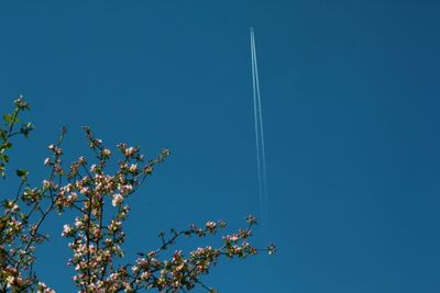 Low angle view of flowering plant against blue sky with a plane in it