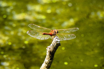 Close-up of dragonfly on plant