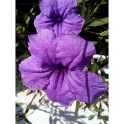 Close-up of purple flower