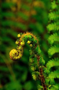 Close-up of yellow flowering plant