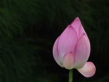 Close-up of pink lotus blooming outdoors