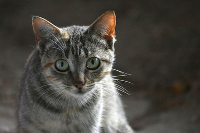 Close-up portrait of cat