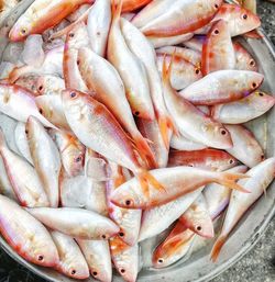 High angle view of fish in container for sale at market