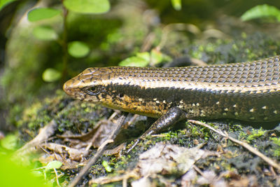 Close-up of lizard on rock