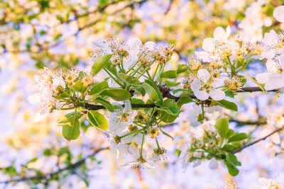 Close-up of white cherry blossom tree