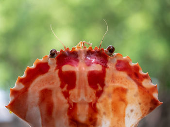 Orange crab shell