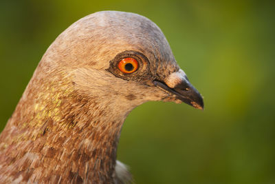 Close-up of a bird looking away