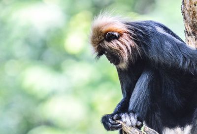 Close-up portrait of monkey