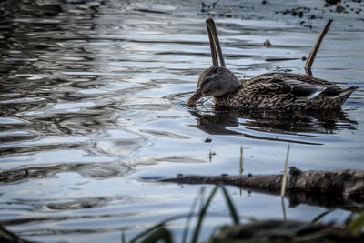 Duck swimming in lake