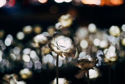 Close-up of illuminated lamp