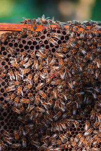 Close-up of bees