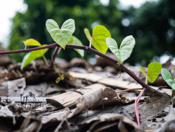 Close-up of small plant growing on field