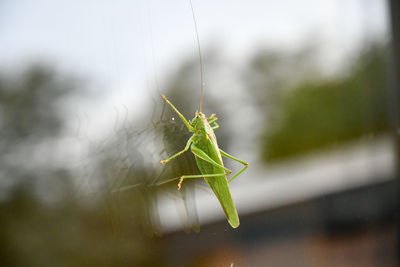 Close-up of insect on leaf