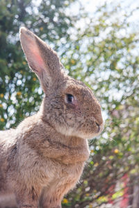 Portrait of a brown belgian giant rabbit, adorable big bunny