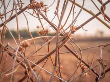 Close-up of dried plant on field