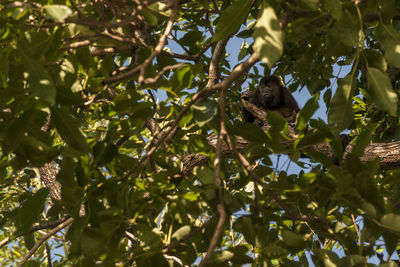 Low angle view of bird on tree