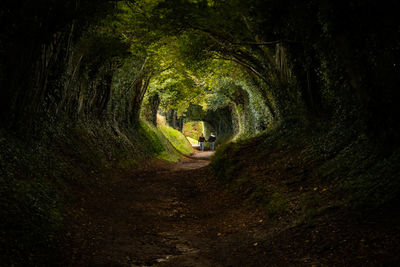 Path through trees