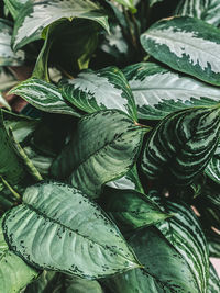 Close-up of green leaves