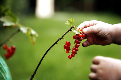 Cropped hand of child holding red currant 
