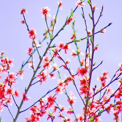 Low angle view of pink flowers against clear sky