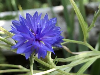 Close-up of purple blue flower