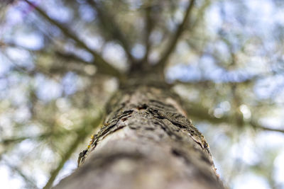 Low angle view of tree against the sky