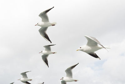 Seagulls flying sky