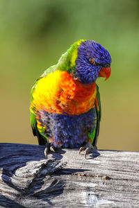 Close-up of a colorful rainbow lorikeet perching on branch