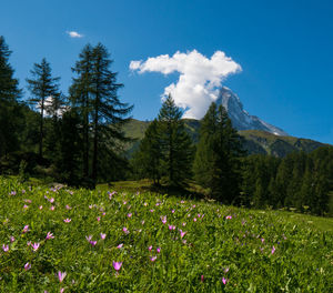 Scenic view of flowering plants and trees on field against sky