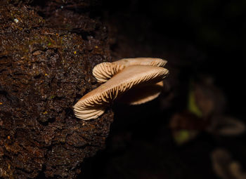 Close-up of mushroom