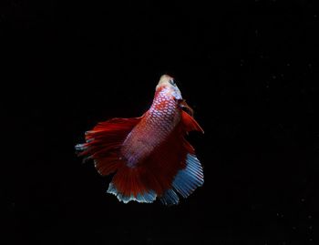 Close-up of fish swimming in sea