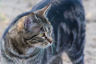 Close-up portrait of cat