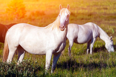 Close-up of a herd of white horses on a green meadow, in the background a green coniferous forest 