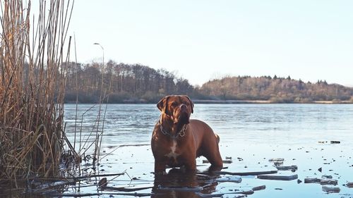 Wide angle view of bulldog in water against sky
