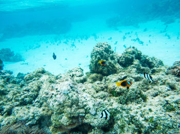 Fish swimming in sea