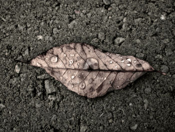 Close-up of leaf on ground