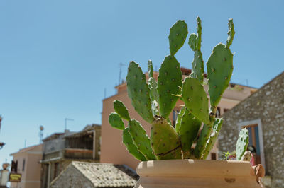 Low angle view of plant against clear sky